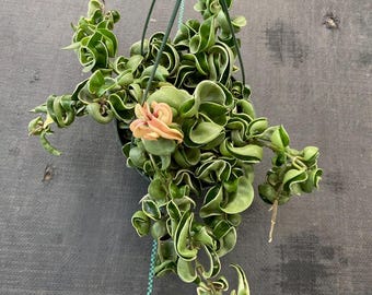 The 6 inch pot - Variegated Hoya Compacta aka Hoya Hindu Rope in Hanging Pot Live Hoya Plant Air-Purifying Plant Hoya Compacta - Get similar