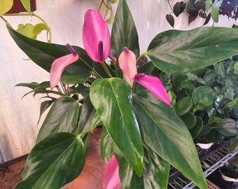 Anthurium Purple Andraeanum rare color- Get similar, 4 inch pot