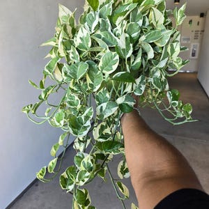 May include: A hanging plant with green and white variegated leaves. The plant is suspended from thin wires and appears lush and full. The leaves have a mix of green and creamy white patterns, creating a vibrant contrast. The plant is held by a person.