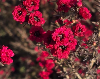 Leptospermum scoparium 'Ruby Glow 5 gallon pot 5tf tall - Get similar