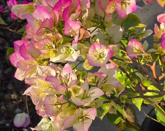 Buganvilla "Rosa Pink" en maceta de 5 galones - Consigue flores similares