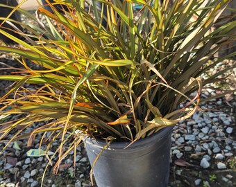 Phormium Tenax 'Jack Spratt' on 5 gallon pot - Get similar