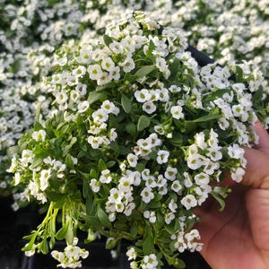 May include: A close-up of a bunch of white flowers with green leaves. The flowers are small and delicate, and they are arranged in a cluster. The flowers are in a pot, and the pot is not visible in the image.