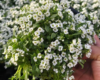 Sweet alyssum white 6 pots of 4"- Get similar