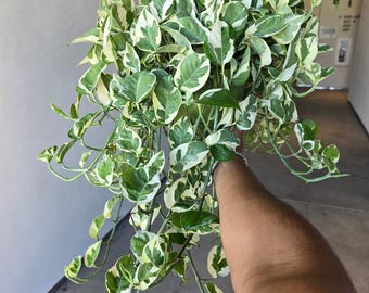 Planta en maceta XL de 6 pulgadas - Pothos de perlas y jade - Pothos N' Joy - Purificador de aire para plantas de interior - ¡Obtenga una similar a la de la imagen!