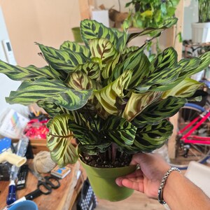 Maceta de 6 pulgadas - Calathea Makoyana 'Peacock Prayer Plant' muy llena - Planta de interior - ¡Obtén una similar a la imagen! imagen 4