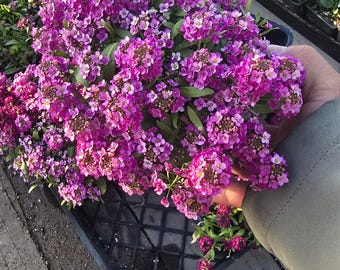 Alysum Honey Sweet Flower Color púrpura en maceta de 4 pulgadas: obtenga macetas similares de 1, 10 o 20