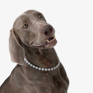 May include: A Weimaraner dog with a gray coat and brown eyes, wearing a pearl necklace. The dog is tilted to the side, with its mouth slightly open, and is set against a white background.