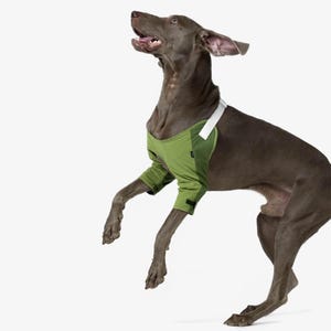 Puede incluir: Un perro gris que lleva un chaleco y mangas de malla verde, con correas blancas. El perro está saltando con la boca abierta, mirando hacia arriba. El fondo es blanco liso.