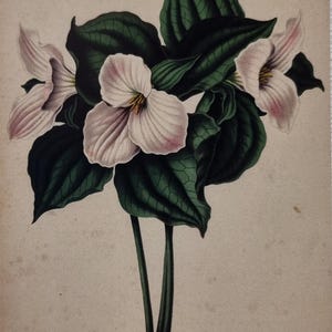 White Trillium flower, botanical greeting card- blank inside