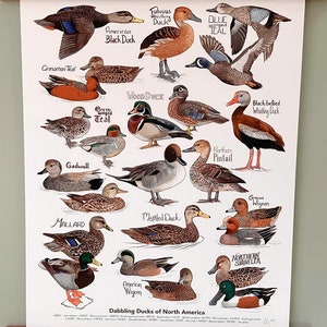 May include: A poster featuring illustrations of 20 different types of dabbling ducks of North America. The poster is titled "Dabbling Ducks of North America".