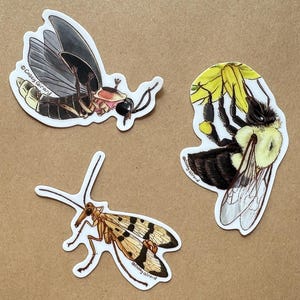 May include: Three insect stickers: a firefly with black and brown wings, a bee with yellow and black stripes, and a scorpionfly with patterned wings. The stickers are on a brown background.