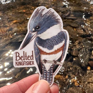 Individual Belted Kingfisher Sticker image 1
