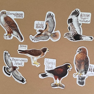 Buteos - Individual Hawk Sticker