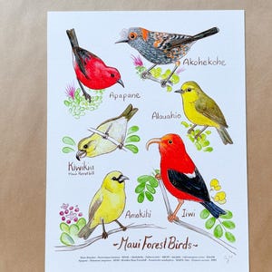 Póster de aves del bosque de Maui de 9 x 12 pulgadas