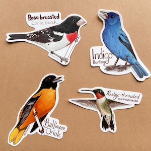 Summer Migrant Sticker - Indigo Bunting, Baltimore Oriole, Rose-breasted Grosbeak - Ruby-throated Hummingbird