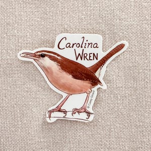 Carolina Wren - Sticker