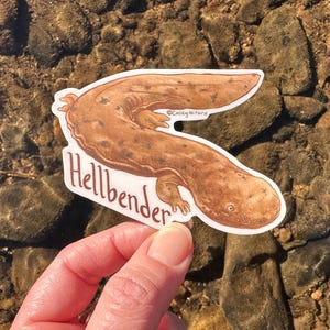 May include: A sticker featuring a brown Hellbender salamander illustration. The salamander is depicted in a curved pose with a detailed body and the word "Hellbender" in a stylized font. The sticker is held against a background of rocks and water.