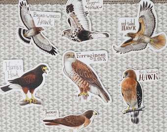 Buteos - Individual Hawk Sticker