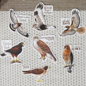 Buteos Individual Hawk Sticker image 1