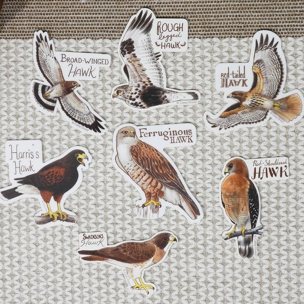 Buteos - Individual Hawk Sticker