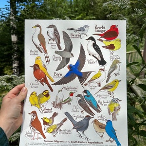 Summer Migrants of the Southern Appalachians - Poster