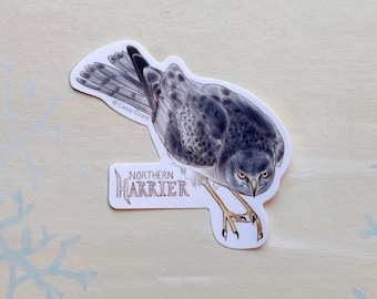 Northern Harrier Sticker