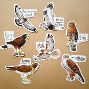 May include: A collection of seven hawk stickers, each featuring a detailed illustration of a different hawk species. The stickers include the names: Broad-winged Hawk, Rough-legged Hawk, Harris's Hawk, Red-tailed Hawk, Ferruginous Hawk, and Swainson's Hawk.