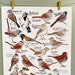 see more listings in the Bird Collection Poster section