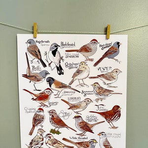 Sparrows - family Passerellidae - of Western North America