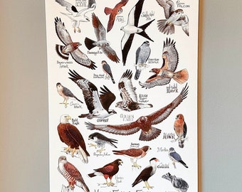 Fine Art Print - Hawk, Falcons & Eagles of North America - 13 x 19 Poster