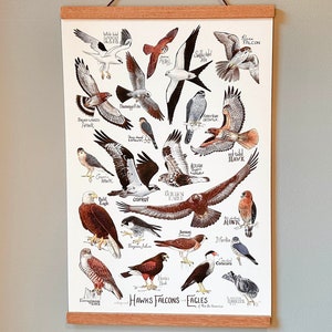 Fine Art Print - Hawk, Falcons & Eagles of North America - 13 X 19 ...