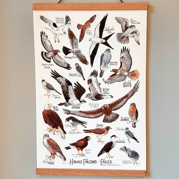 Fine Art Print - Hawk, Falcons & Eagles of North America - 13 x 19 Poster