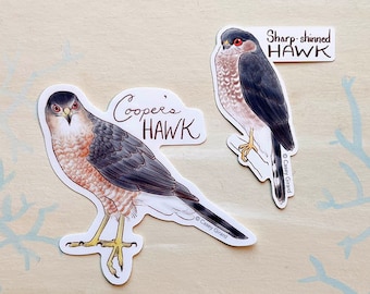 Accipiter - Individual Hawk Sticker