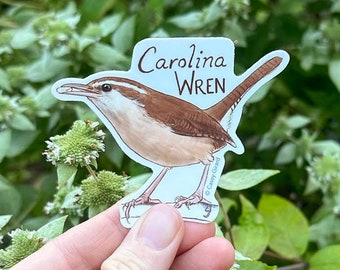 Carolina Wren - Sticker
