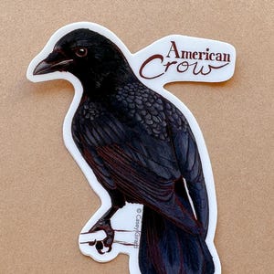 3&quot; Vinyl Sticker -  American Crow