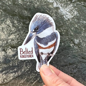 Individual Belted Kingfisher Sticker