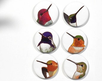 Hummingbirds in Western North America - Magnet Set of 6