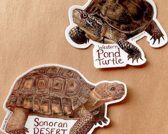 Op de afbeelding: Twee schildpad stickers op een bruine achtergrond. De bovenste sticker is van een Western Pond Turtle met de tekst "Western Pond Turtle". De onderste sticker is van een Sonoran Desert Tortoise met de tekst "Sonoran Desert Tortoise".