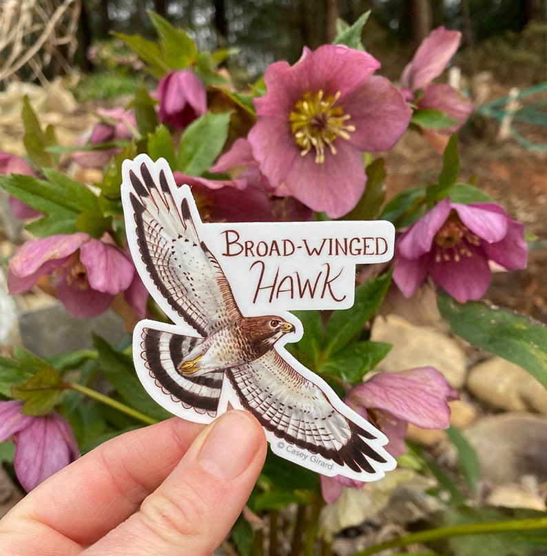Buteos Individual Hawk Sticker Broad-winged