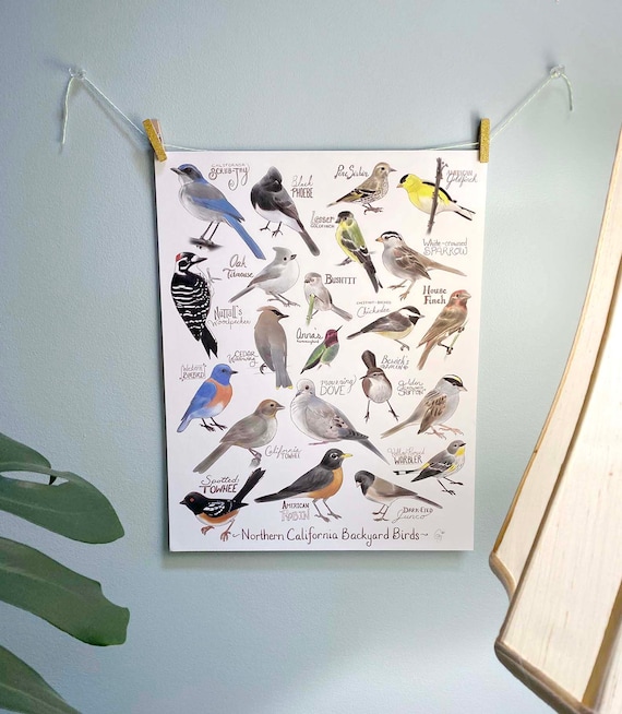 Backyard Birds of Northern California - Etsy