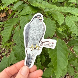 Individual Northern Goshawk Sticker