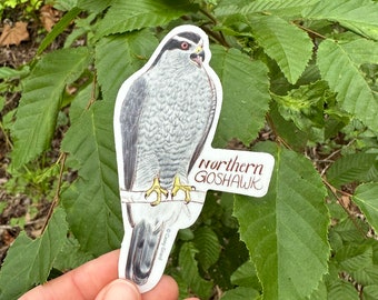 Individual Northern Goshawk Sticker