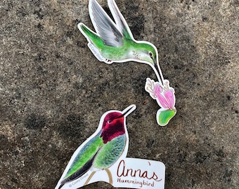 Anna's Hummingbird Stickers