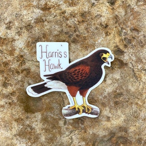 Buteos Individual Hawk Sticker Harris's Hawk