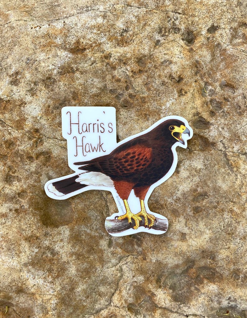Buteos Individual Hawk Sticker Harris's Hawk