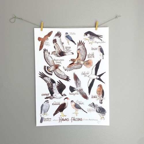 Hawks and Falcons of Western North America Fine Art Print - Etsy