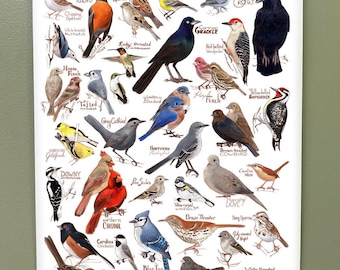 Backyard Birds of South Eastern North America