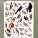 see more listings in the Bird Collection Poster section