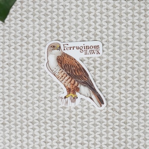 Buteos Individual Hawk Sticker image 8